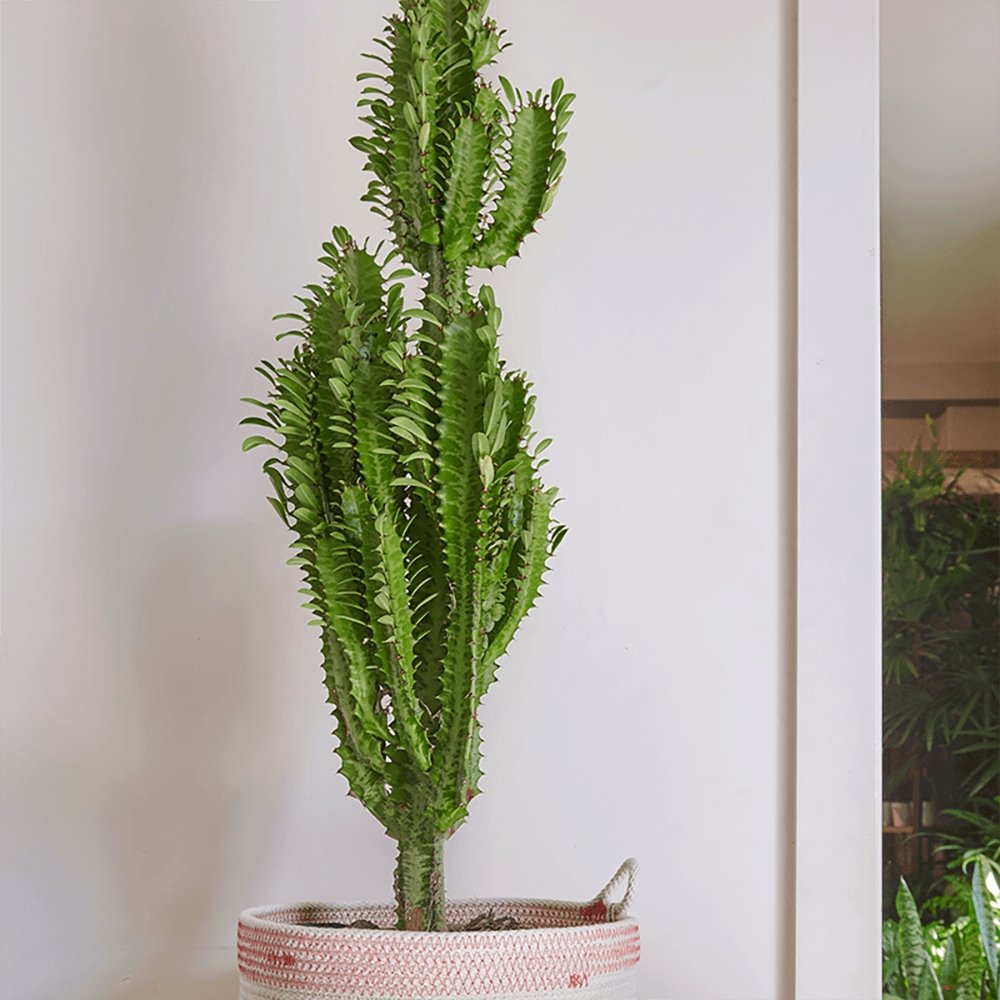 Cactus Candelabru 110 cm