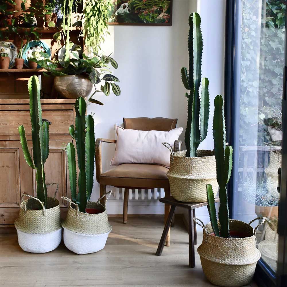 Cactus Candelabru 110 cm