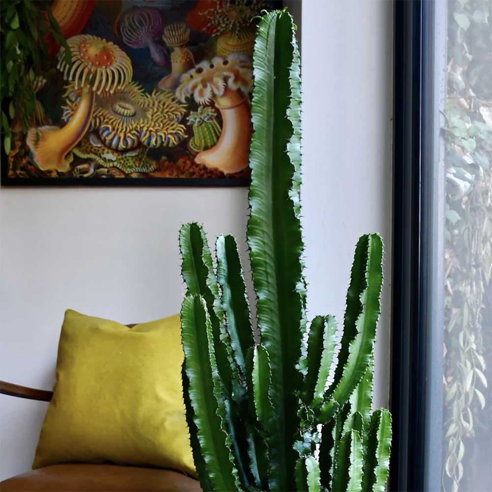 Cactus Candelabru 110 cm