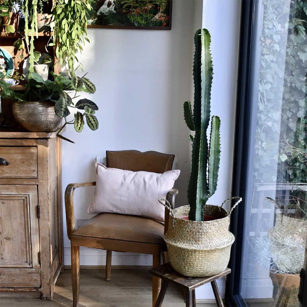 Cactus Candelabru - 95 cm