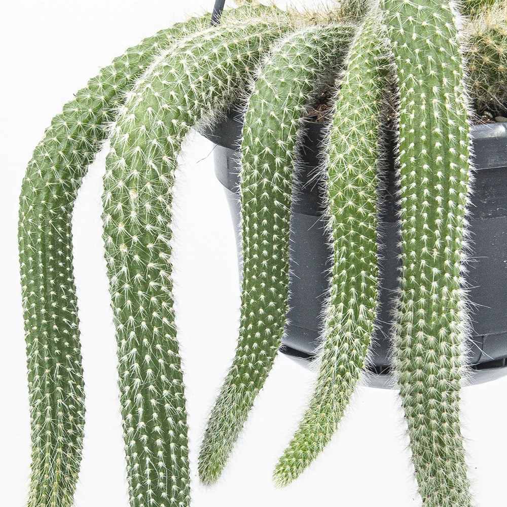 Cactus Coada de Maimuta (Hildewintera) - 25 cm