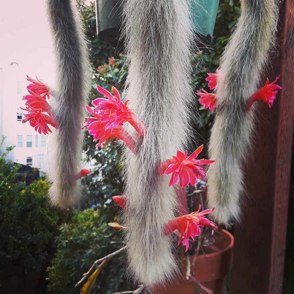 Cactus Coada de Maimuta (Hildewintera) - 25 cm