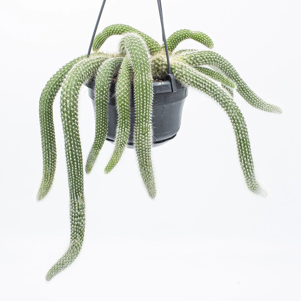 Cactus Coada de Maimuta (Hildewintera) - 25 cm