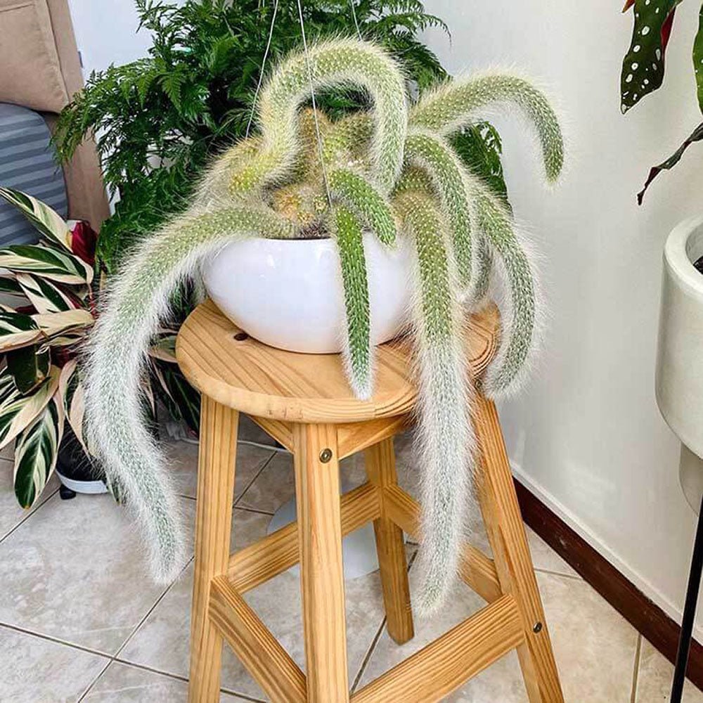 Кактус „опашка на маймуна“ (Hildewintera), 25 см