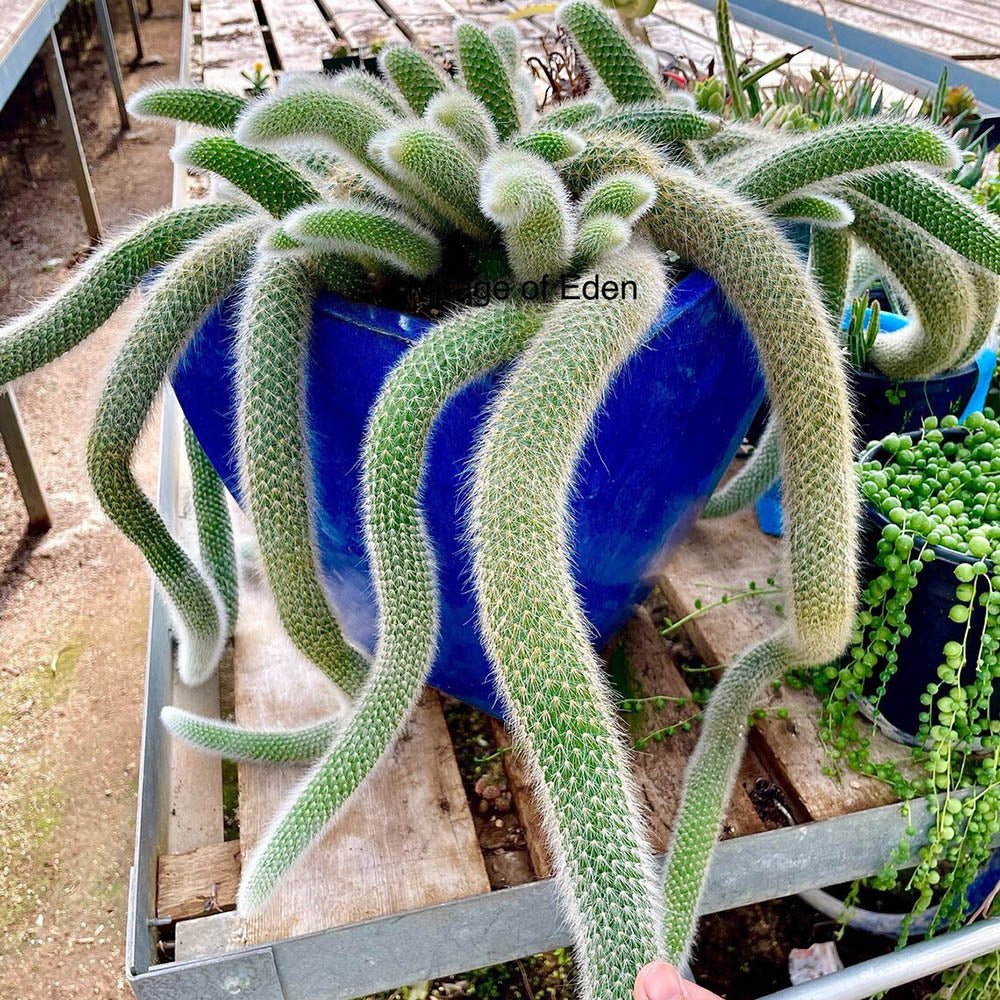 Cactus Coada de Maimuta (Hildewintera) - 25 cm
