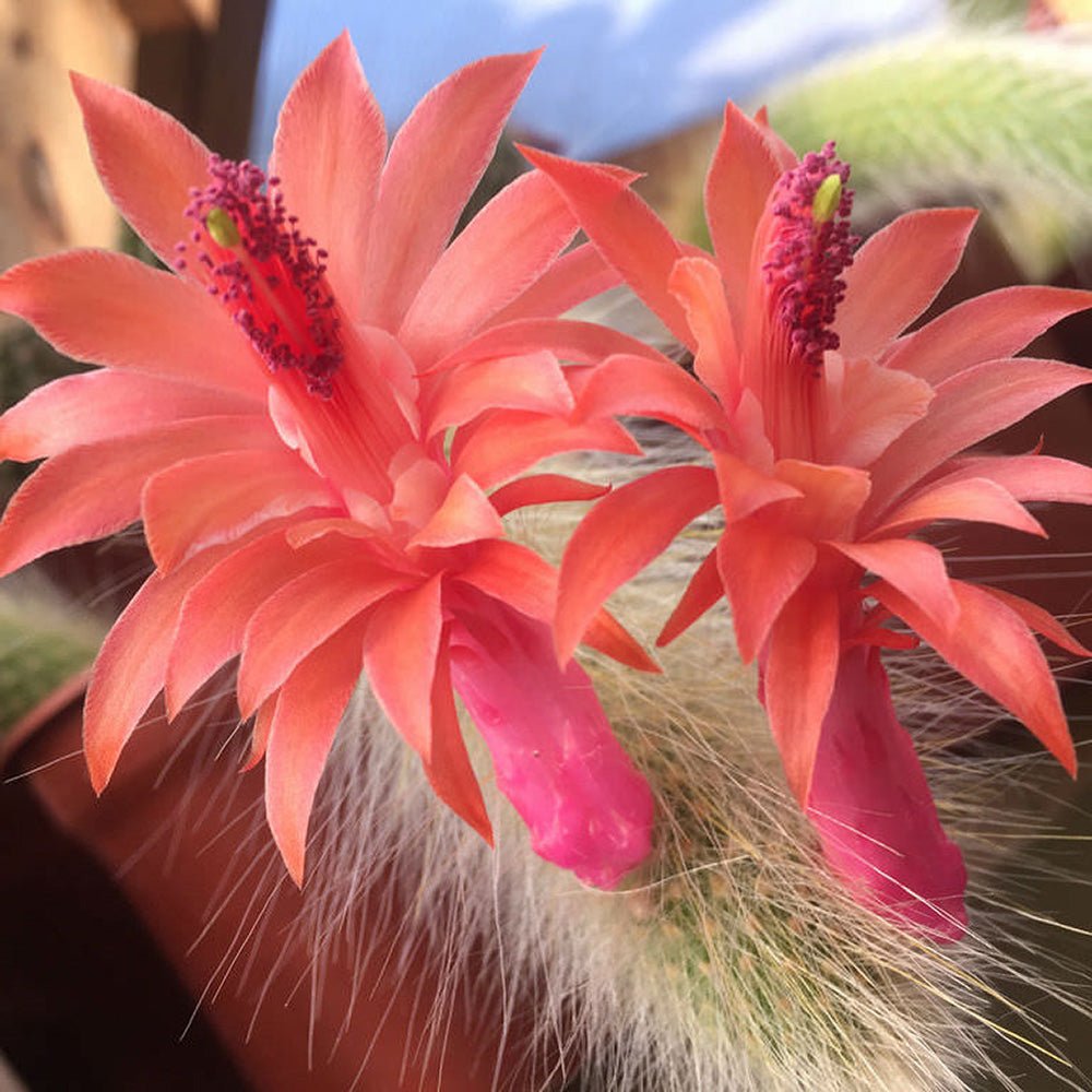 Кактус „опашка на маймуна“ (Hildewintera), 25 см