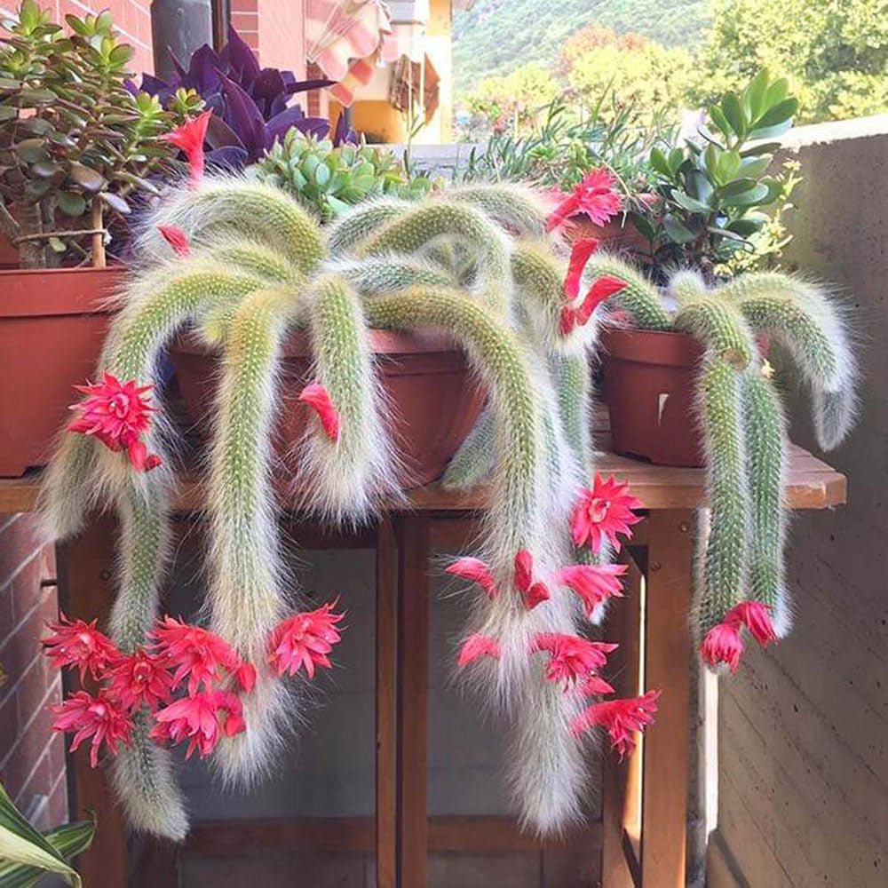 Cactus Coada de Maimuta (Hildewintera) - 25 cm