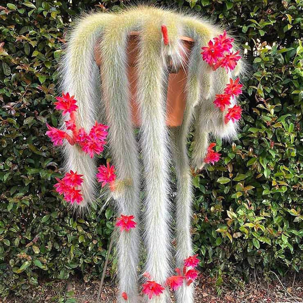 Кактус „опашка на маймуна“ (Hildewintera), 25 см