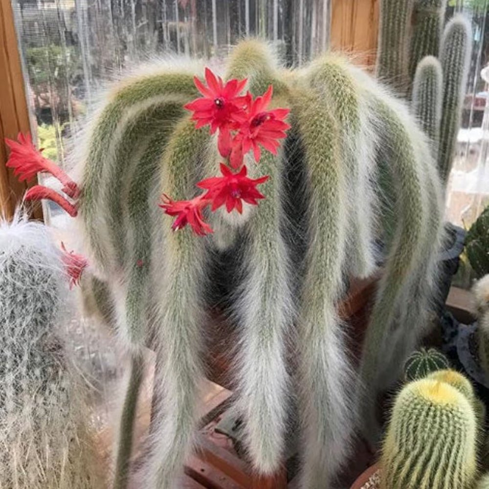 Кактус „опашка на маймуна“ (Hildewintera), 25 см