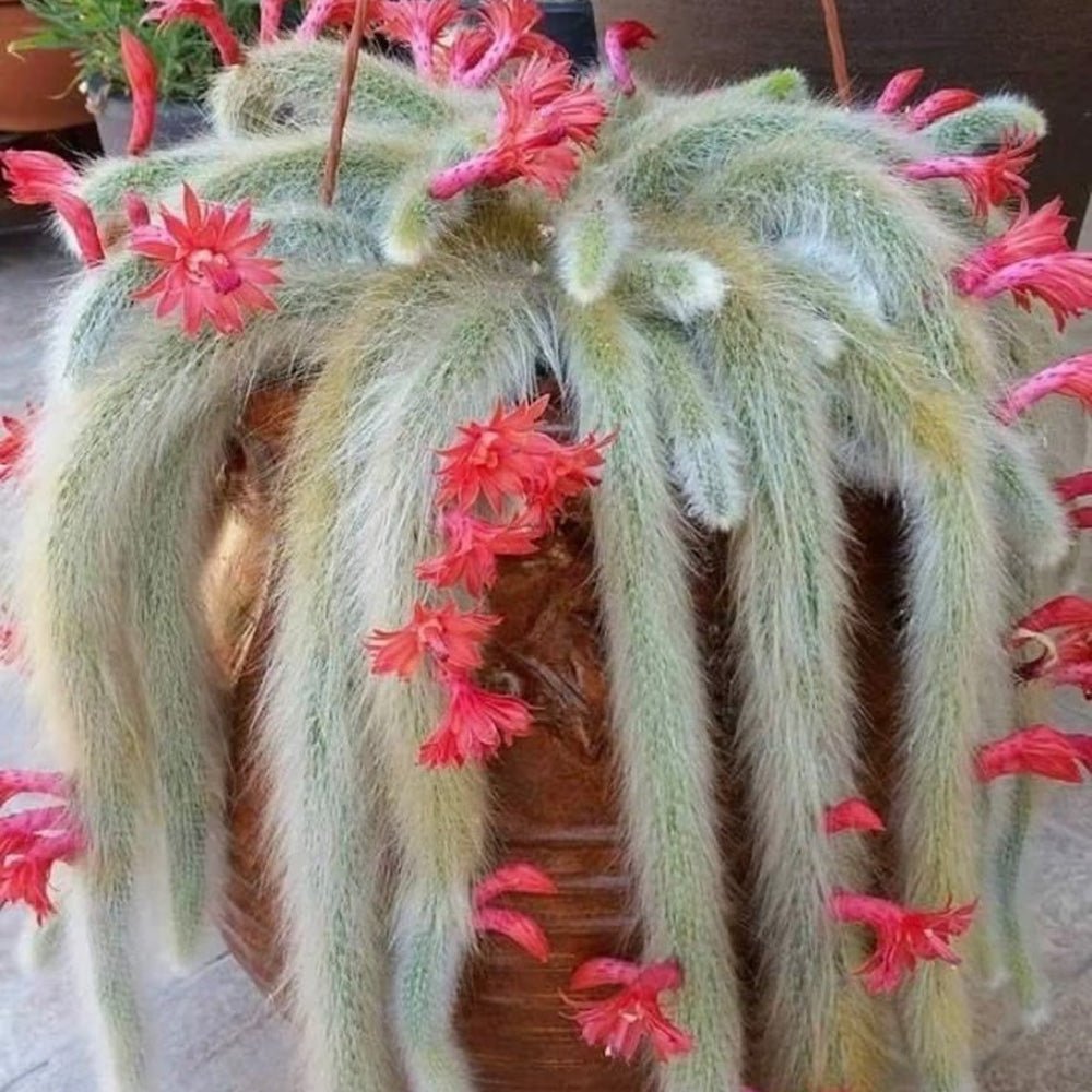 Cactus Coada de Maimuta (Hildewintera) - 25 cm