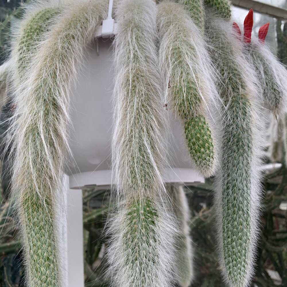 Кактус „опашка на маймуна“ (Hildewintera), 25 см