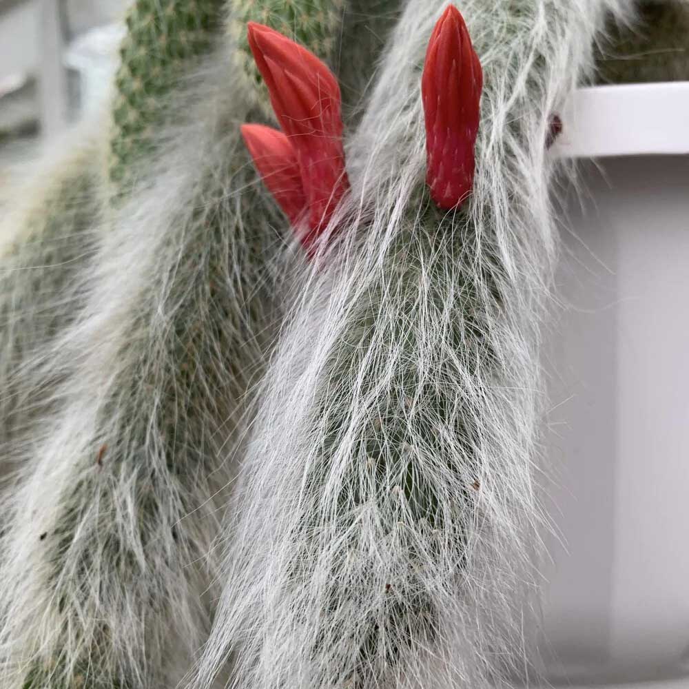 Cactus Coada de Maimuta (Hildewintera) - 25 cm