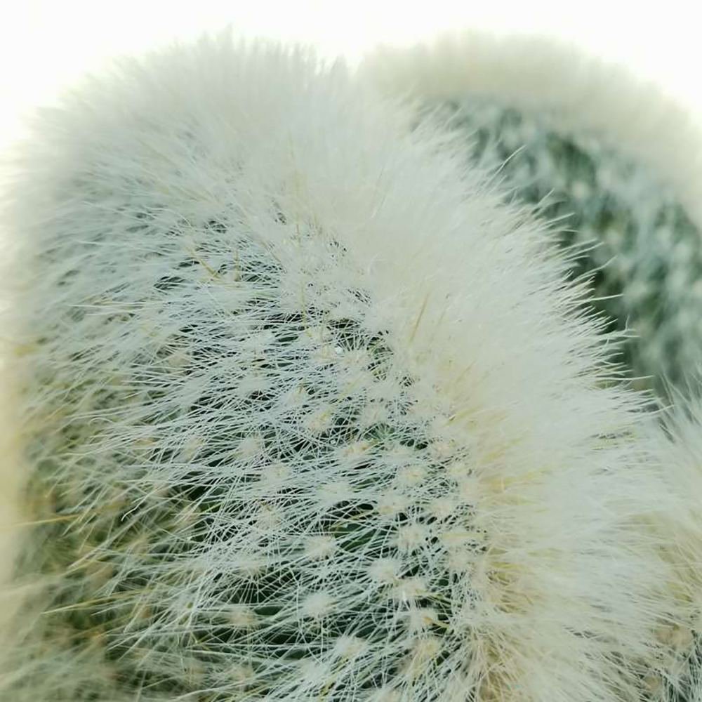 Cactusul Torta de Argint (Cleistocactus strausii)