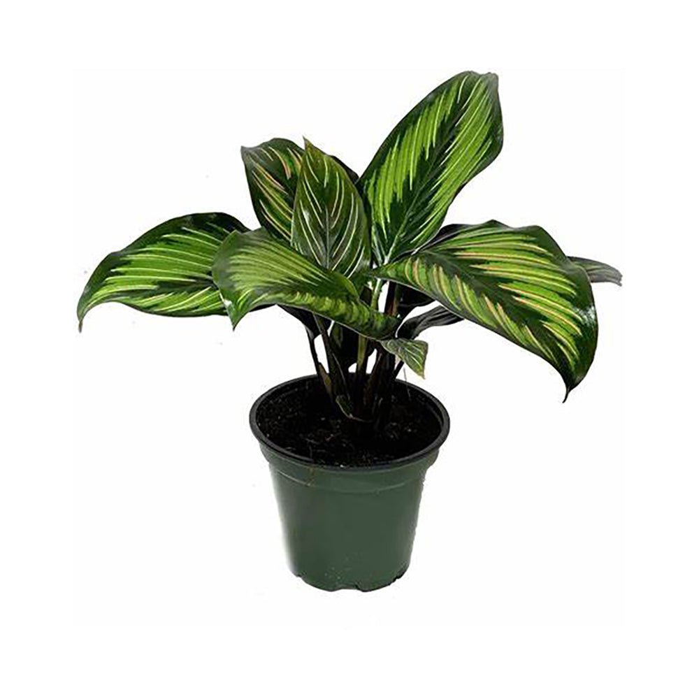 Молещо се растение Calathea Beauty Star, с тъмнозелени листа с бели и розови ивици – 25-35 см