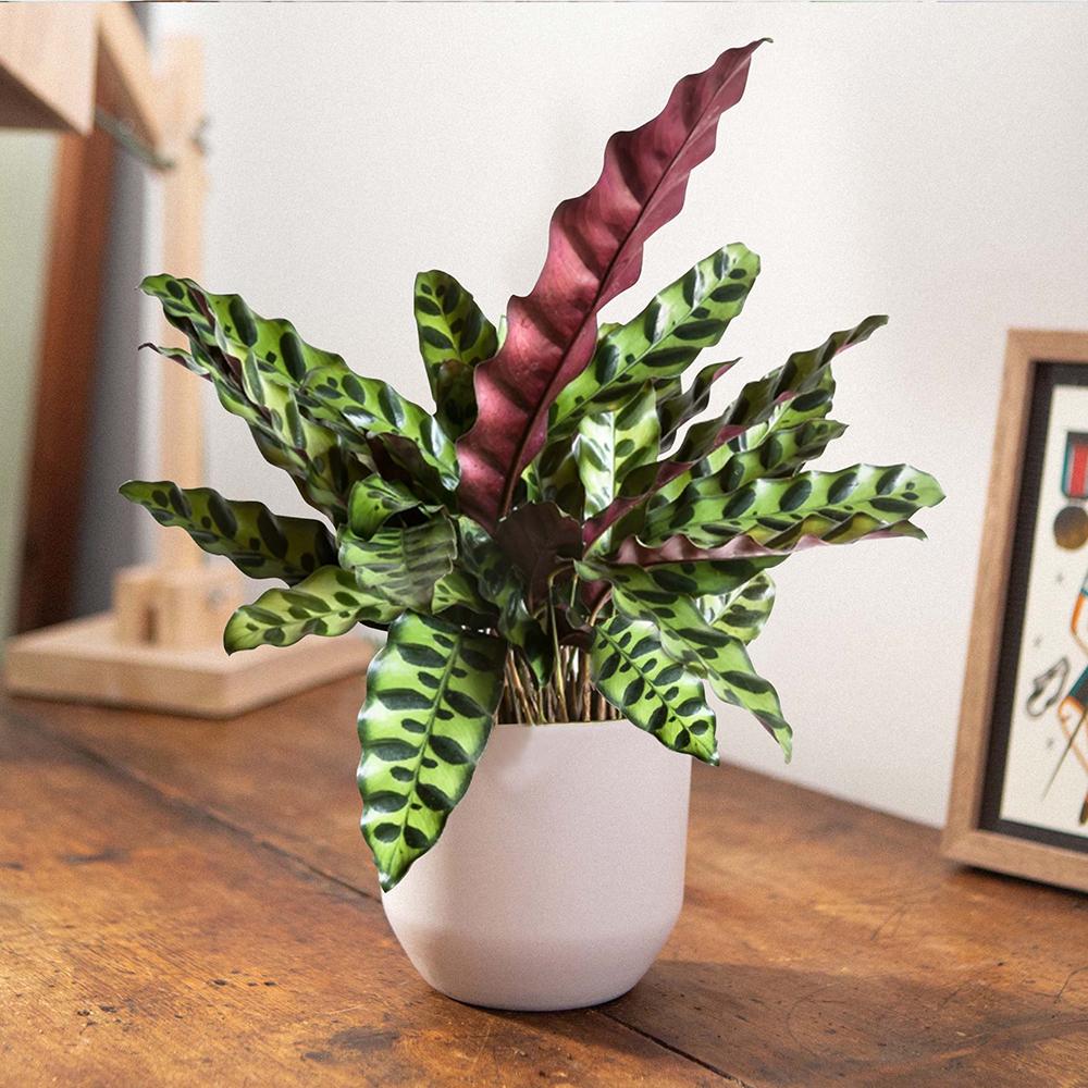 Calathea Insignis - 60 cm
