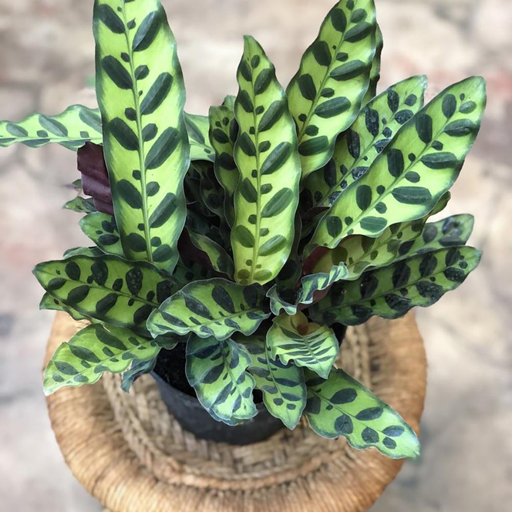 Calathea Insignis - 60 cm