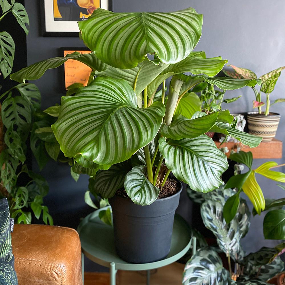 Calathea Orbifolia - 30 cm