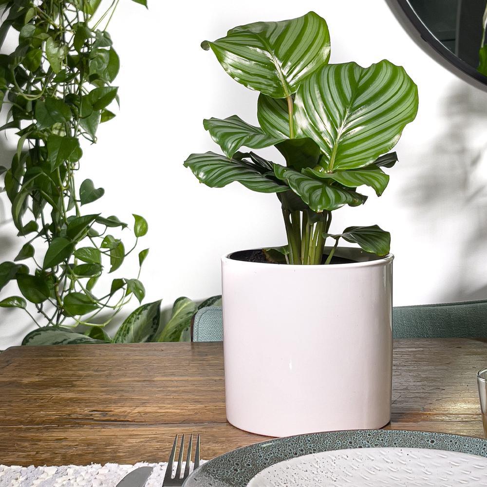 Calathea Orbifolia - 45 cm