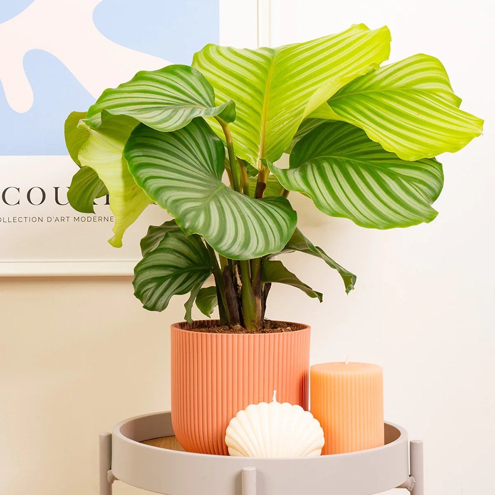 Calathea Orbifolia - 45 cm