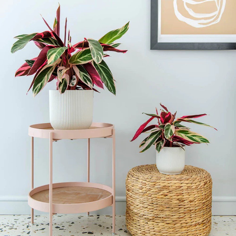 Calathea Tricolor Triostar (Stromanthe sanguinea Triostar) - 80 cm