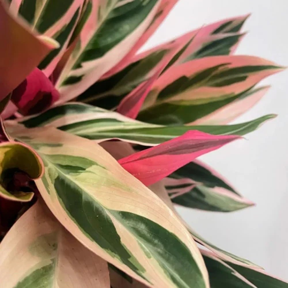 Calathea Tricolor Triostar (Stromanthe sanguinea Triostar) - 40 cm