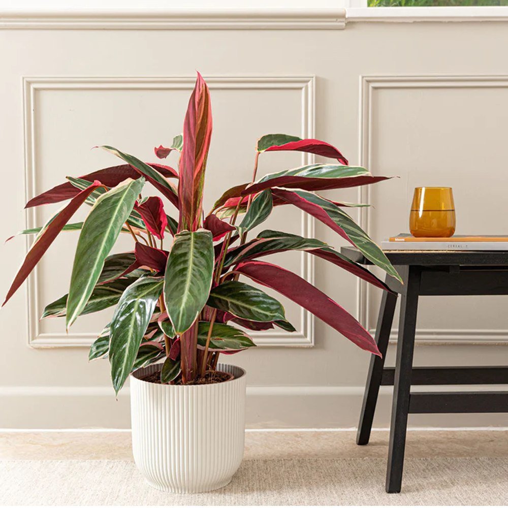 Calathea Tricolor Triostar (Stromanthe sanguinea Triostar) - 40 cm