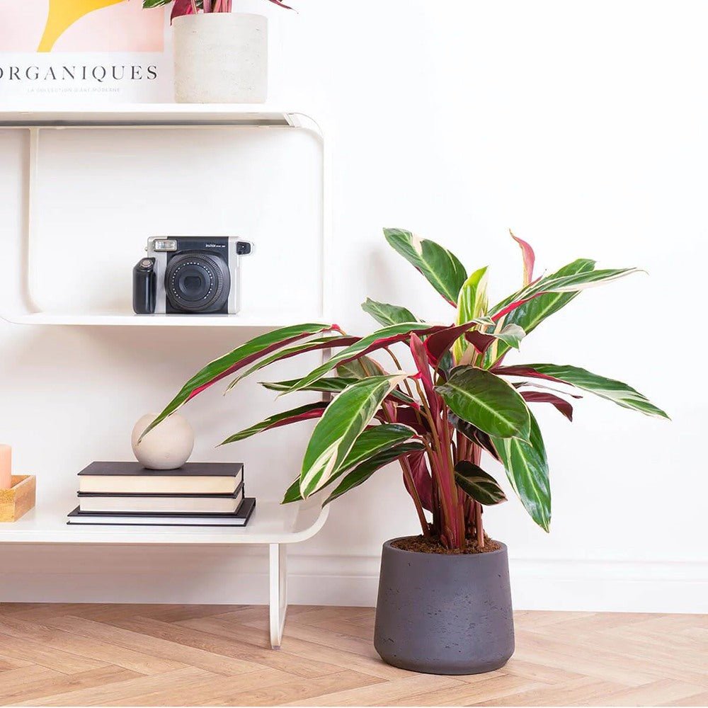 Calathea Tricolor Triostar (Stromanthe sanguinea Triostar) - 80 cm