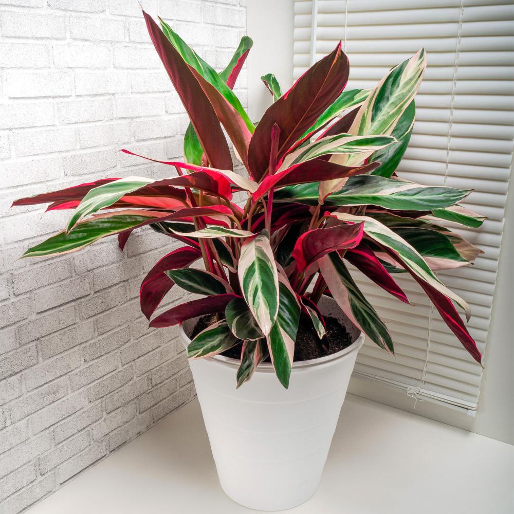 Calathea Tricolor Triostar (Stromanthe sanguinea Triostar) - 80 cm