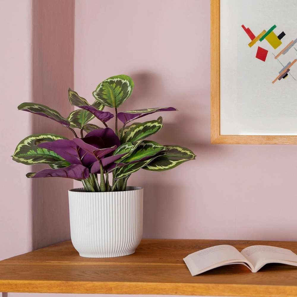 Planta care se Roaga Calathea Medallion, frunze elegante rotunde cu model simetric, verde si margini argintii, perfecta pentru orice decor interior, 35-45 cm