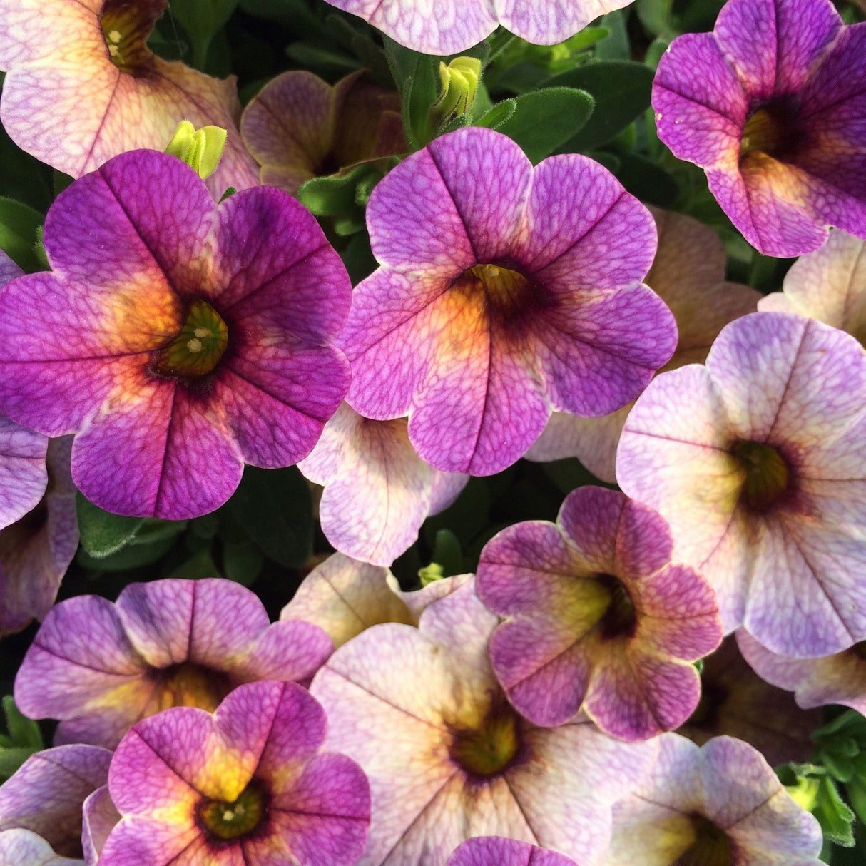 Calibrachoa (Petunie) Chameleon® Blueberry Scone
