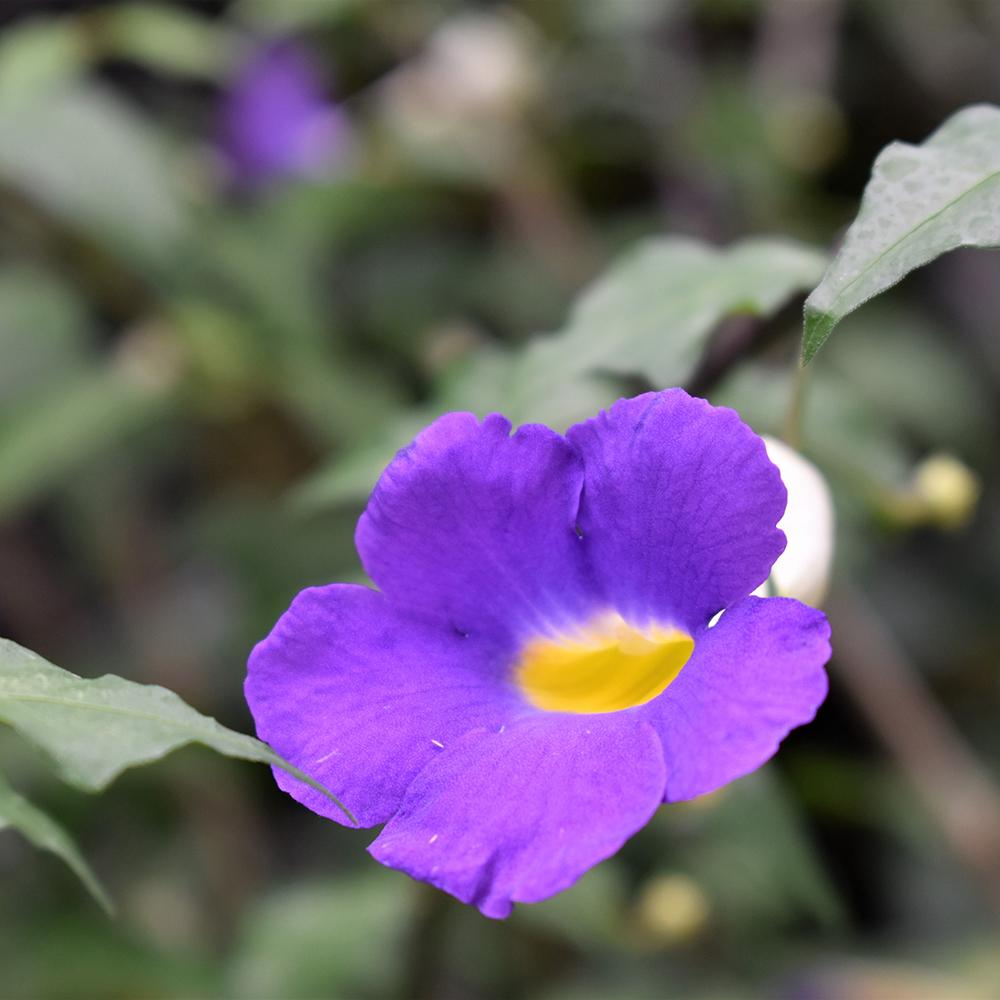 Calibrachoa (Petunie) Indigo