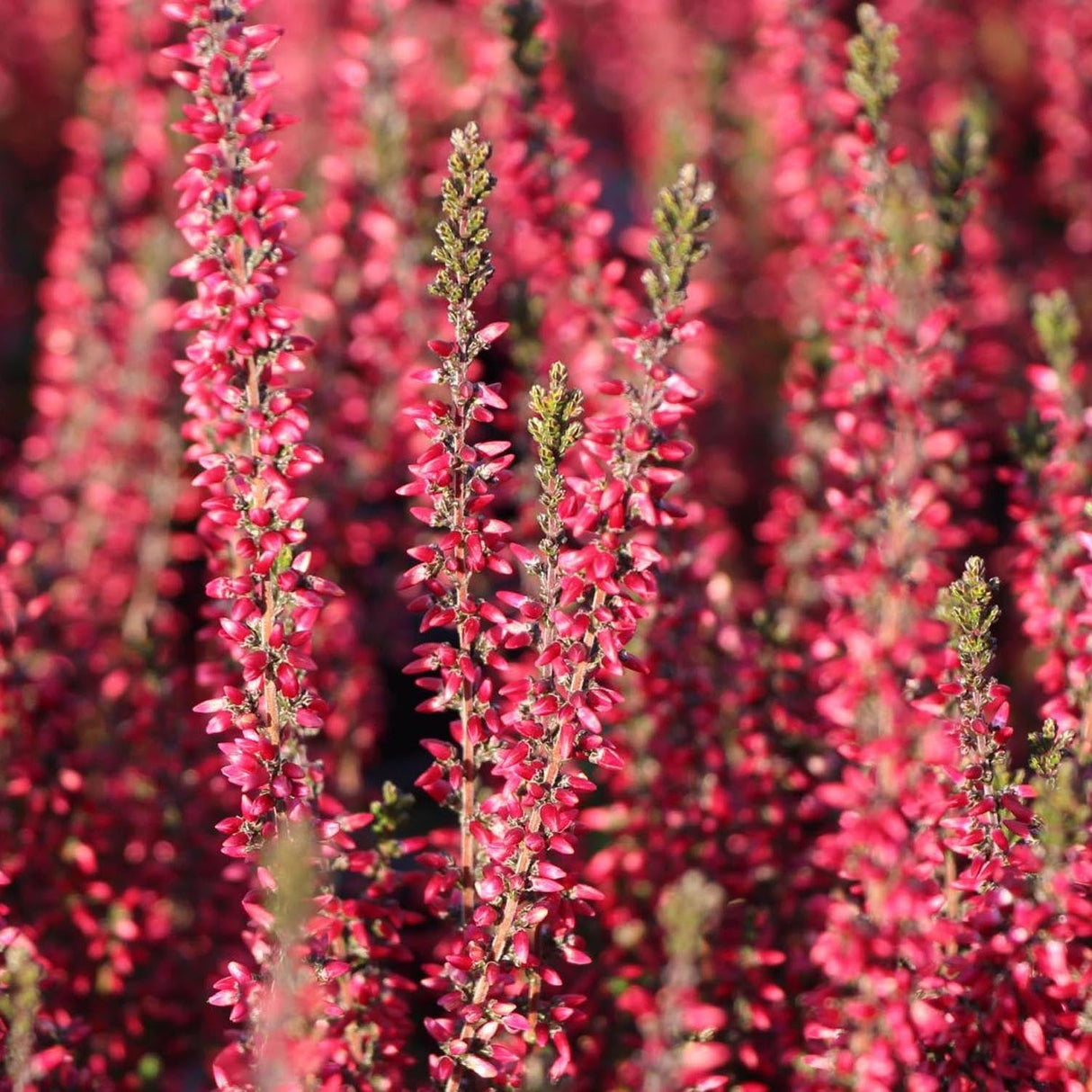 Calluna roz (Iarba Neagra) Athene