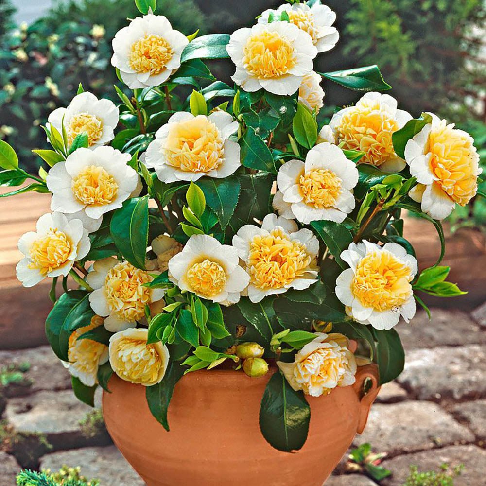 Trandafir Japonez Camellia Brushfields Yellow, cu flori galbene duble