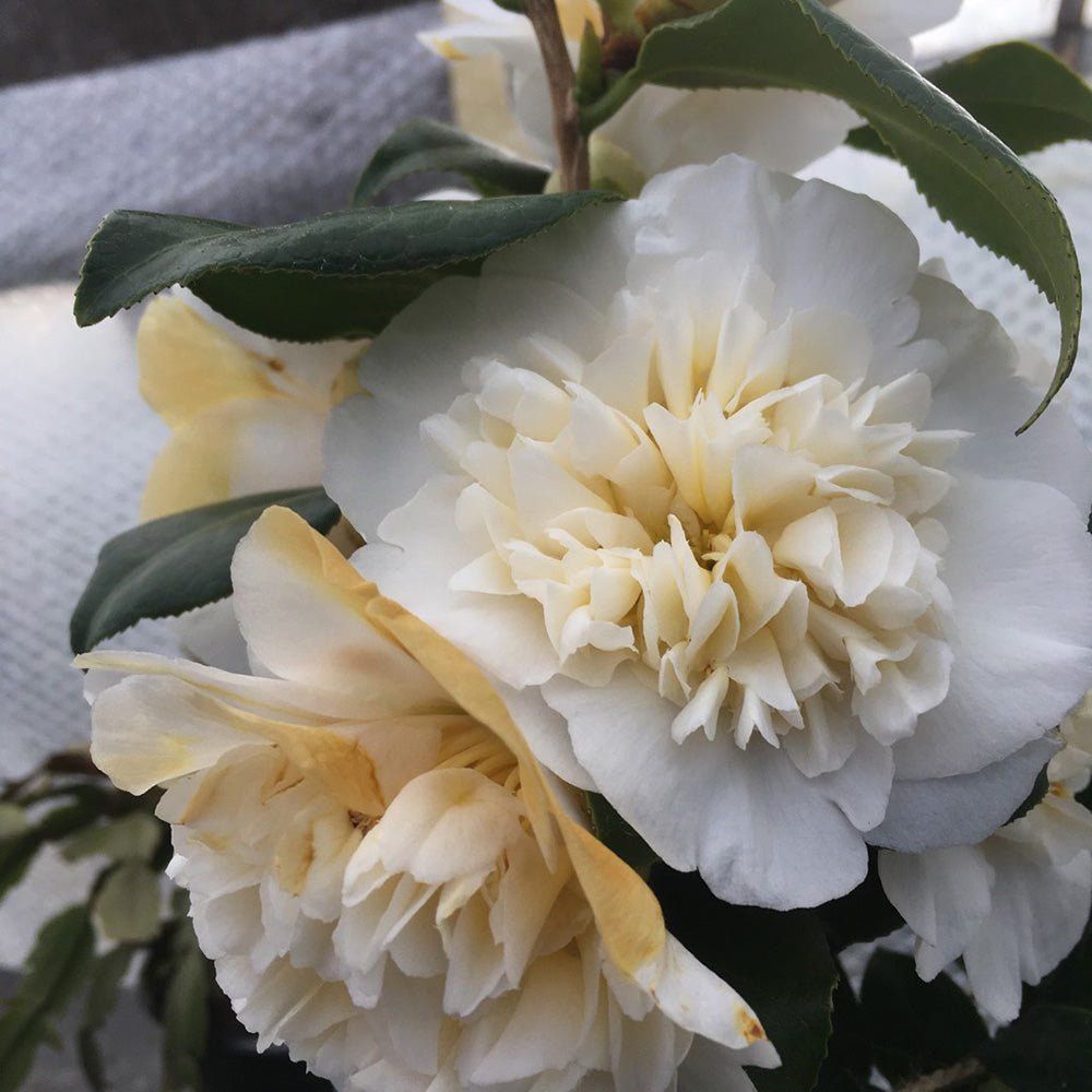 Trandafir Japonez Camellia Brushfields Yellow, cu flori galbene duble