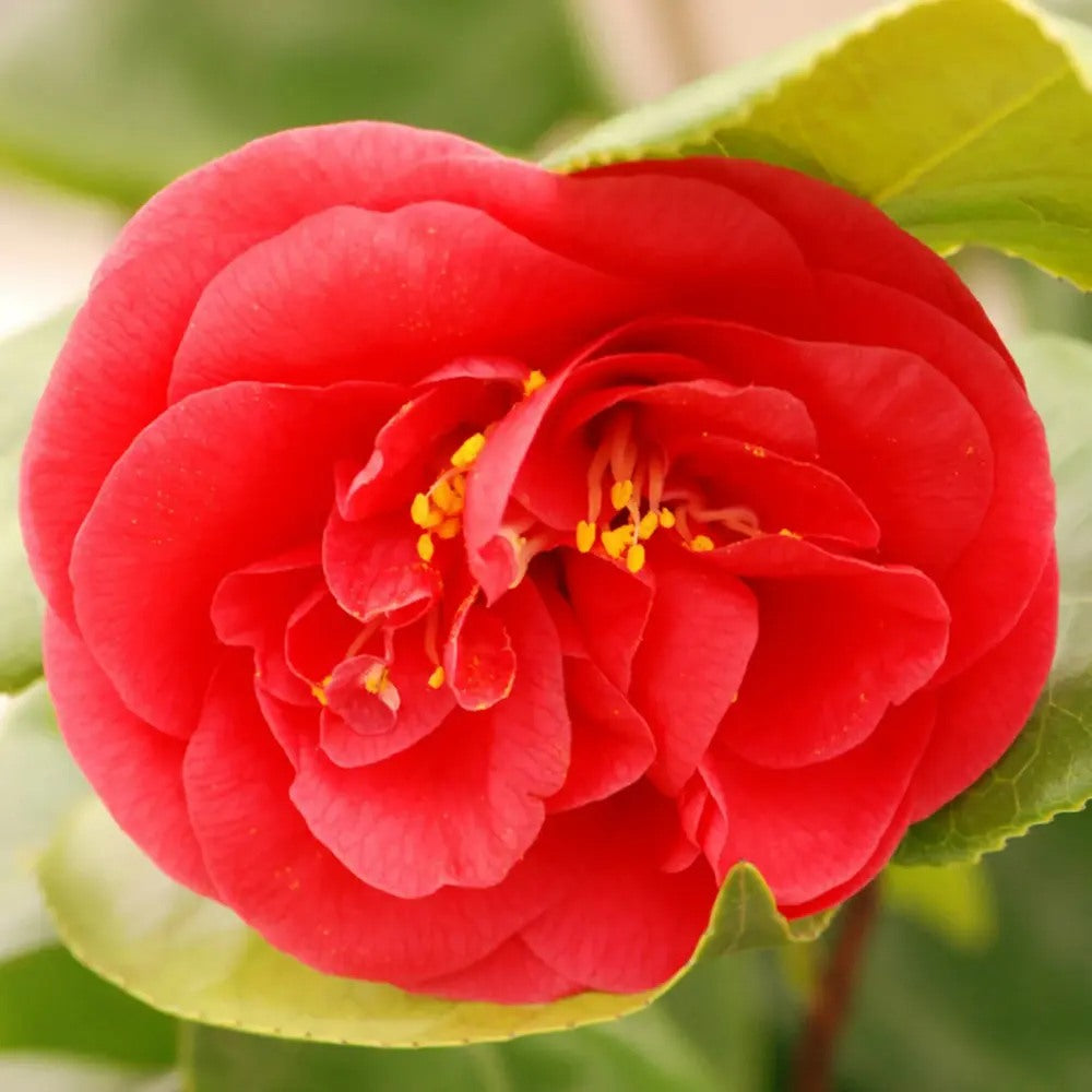 Trandafir Japonez Camellia Curly Lady, arbust vesnic verde cu flori rosii si ramuri rasucite decorativ, Inflorire februarie – aprilie