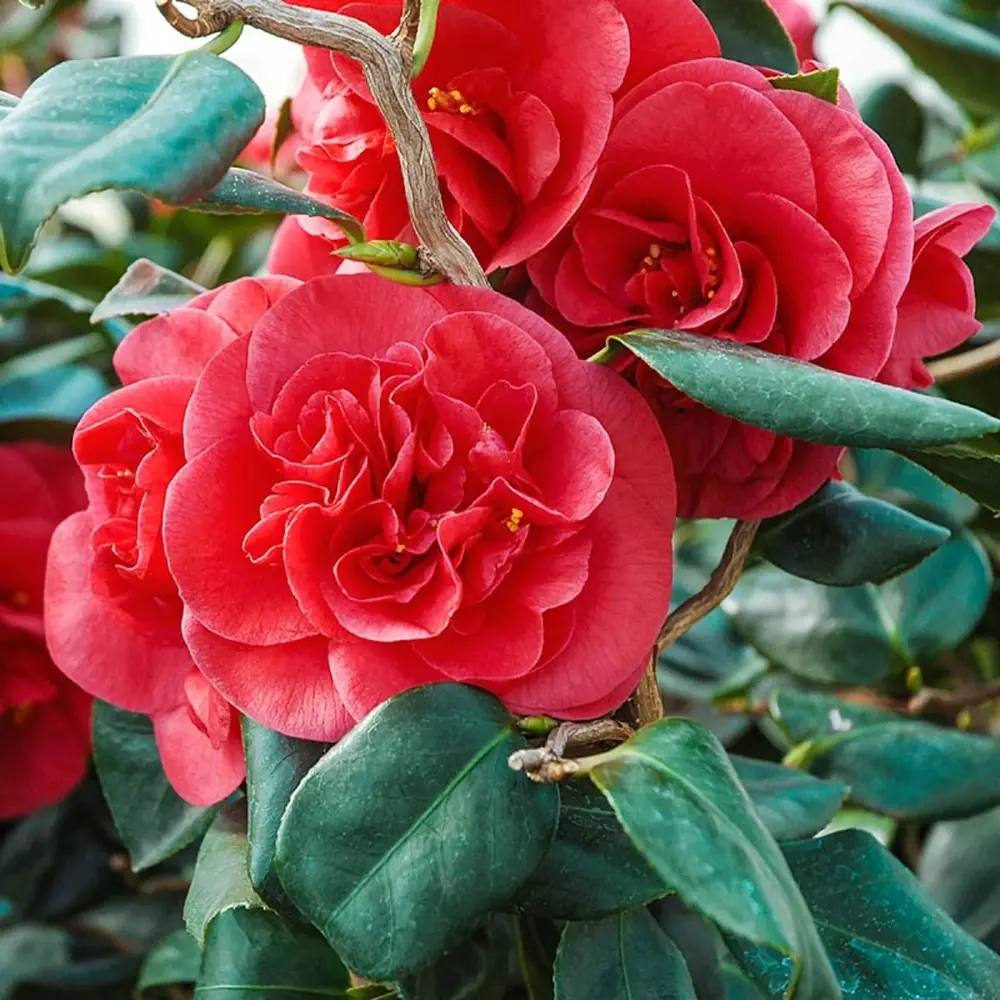Trandafir Japonez Camellia Curly Lady, arbust vesnic verde cu flori rosii si ramuri rasucite decorativ, Inflorire februarie – aprilie