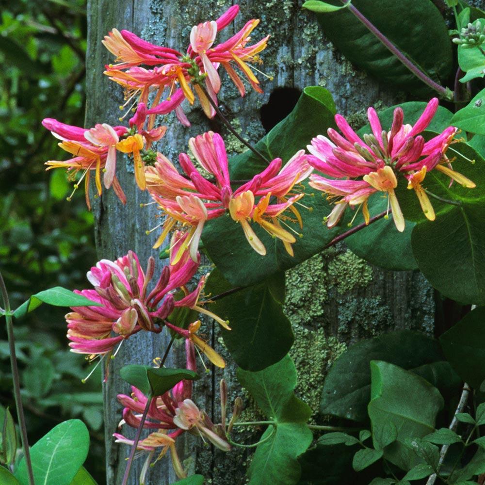 Mana Maicii Domnului/Caprifoi (Lonicera) Belgica, cu Flori alb-roz-mov, cataratoare