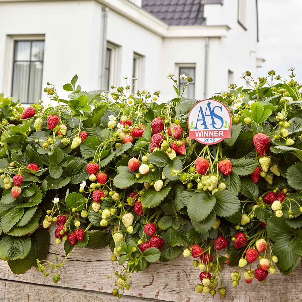 Capsun Delizz (Fragaria Ananassa), cu fructe dulci suculente