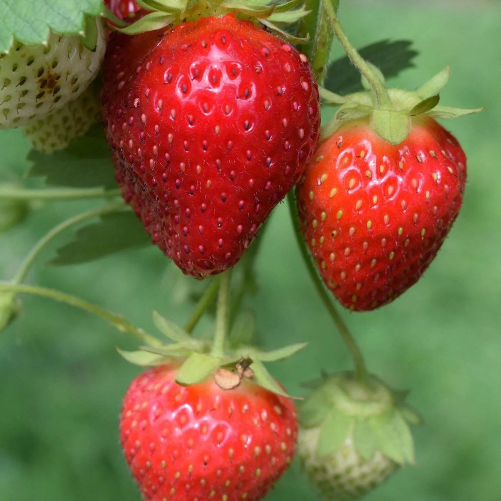 Capsun Mara Des Bois, cu fructe dulci