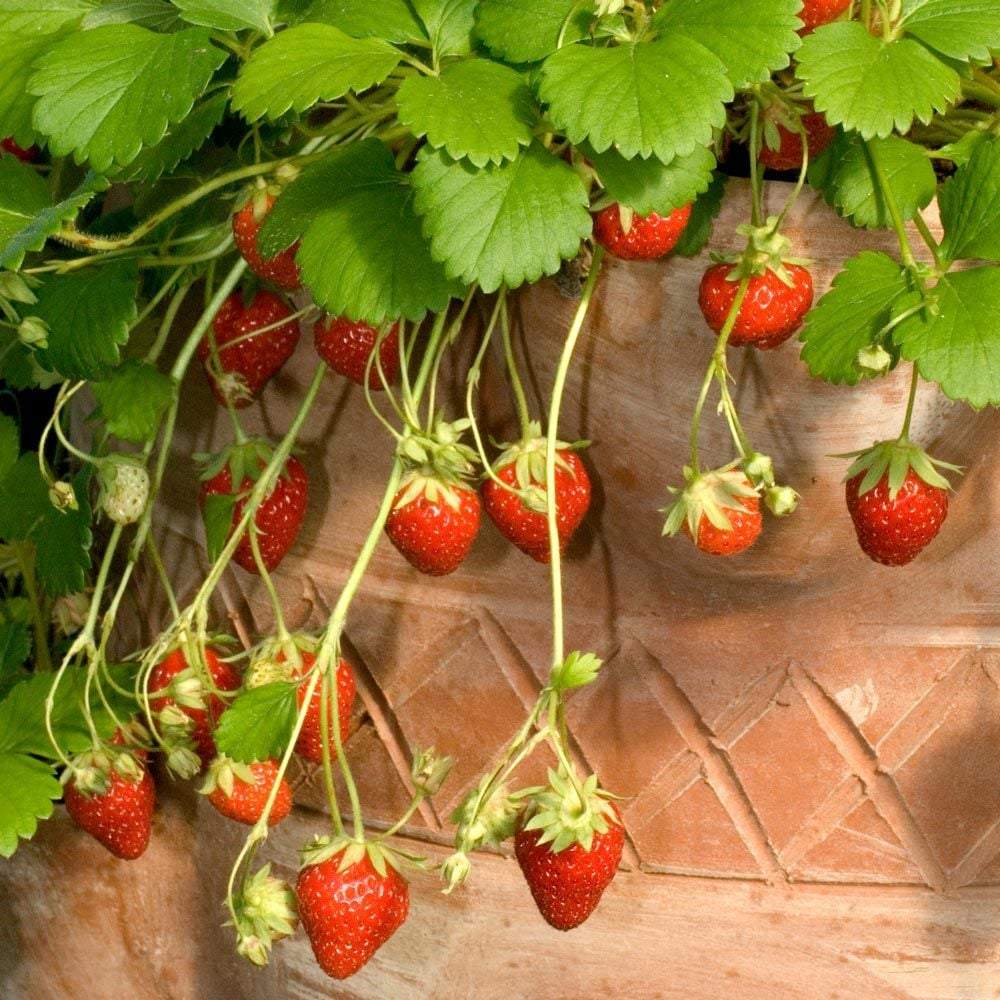 Capsun Mara Des Bois, cu fructe dulci