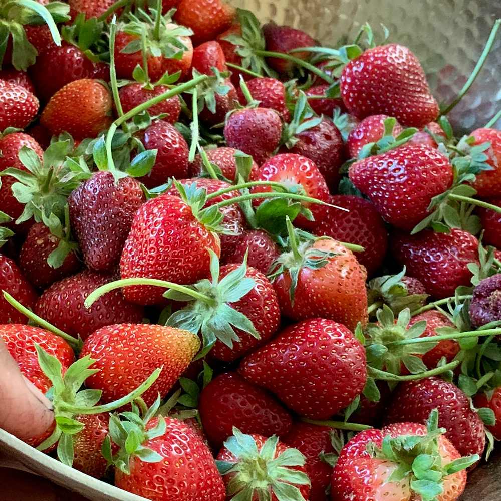 Capsun Mara Des Bois, cu fructe dulci
