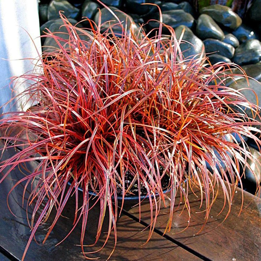 Iarba Ornamentala Carex Rogoz Everflame, rosu-burgundiu