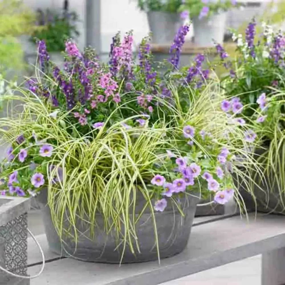 Декоративна трева Carex Rogoz Evercream, зелено-бяла