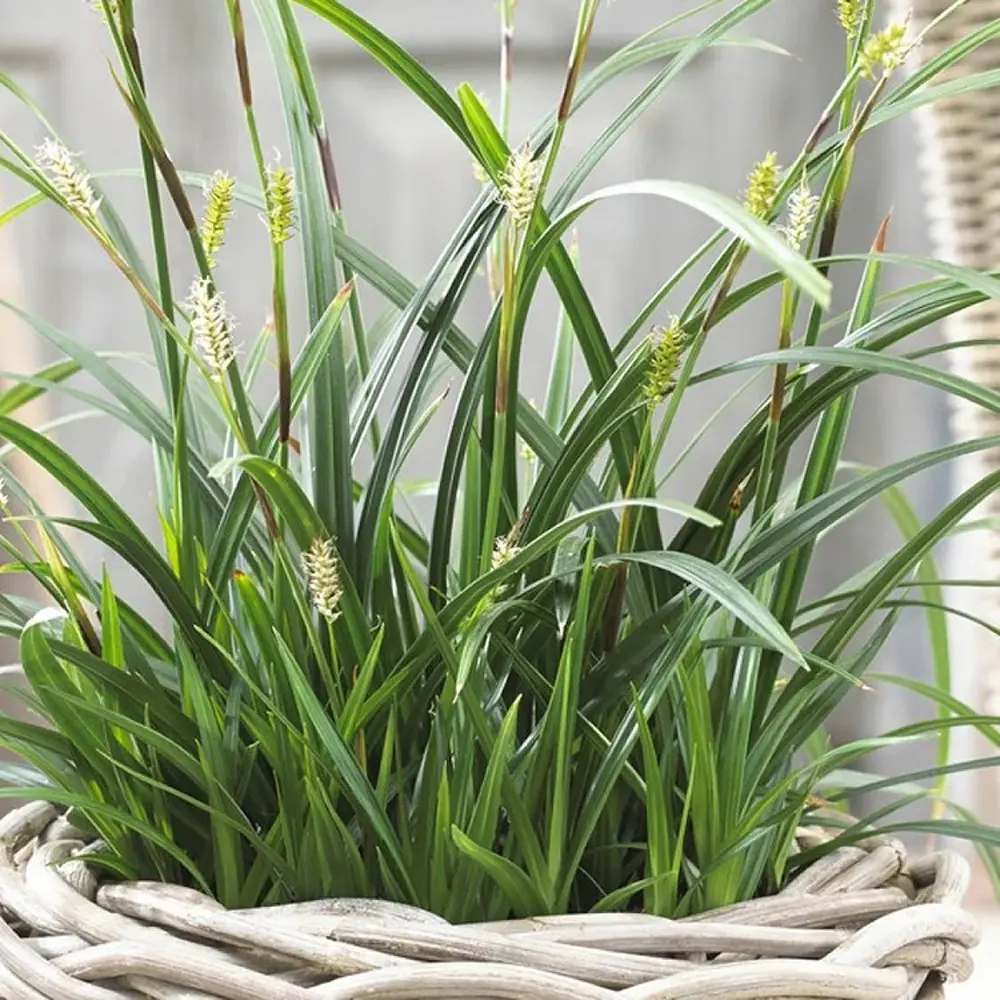 Iarba Ornamentala Carex Rogoz Irishgreen, iarba ornamentala vesnic verde, decor de umbra