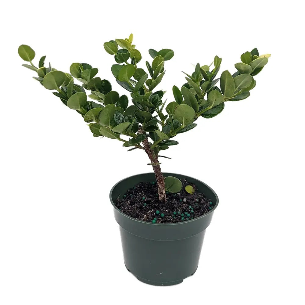 Pom Fructifer Carissa, planta in ghiveci cu fructe rosii dulci-acrisoare ideale pentru deserturi si gustari