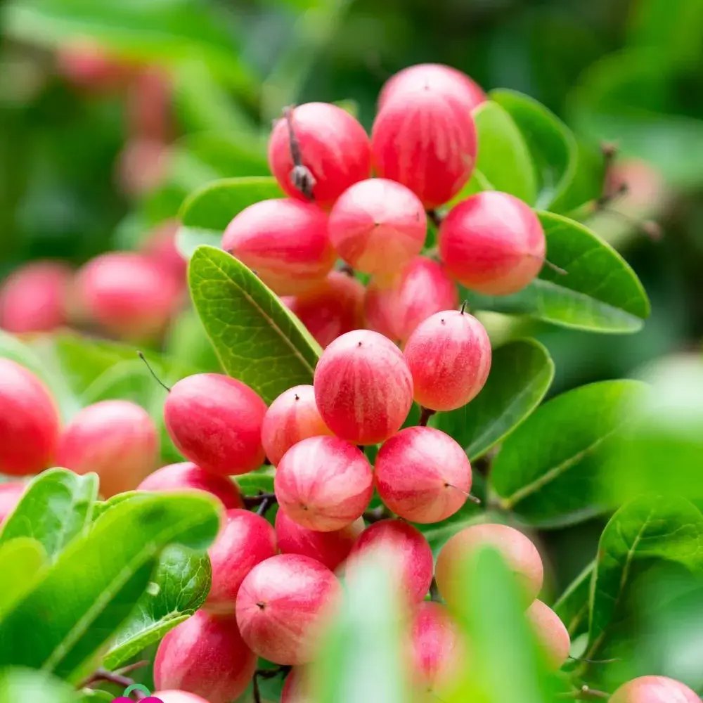 Плодово дърво Carissa, саксийно растение с червени сладко-кисели плодове, подходящи за десерти и похапване