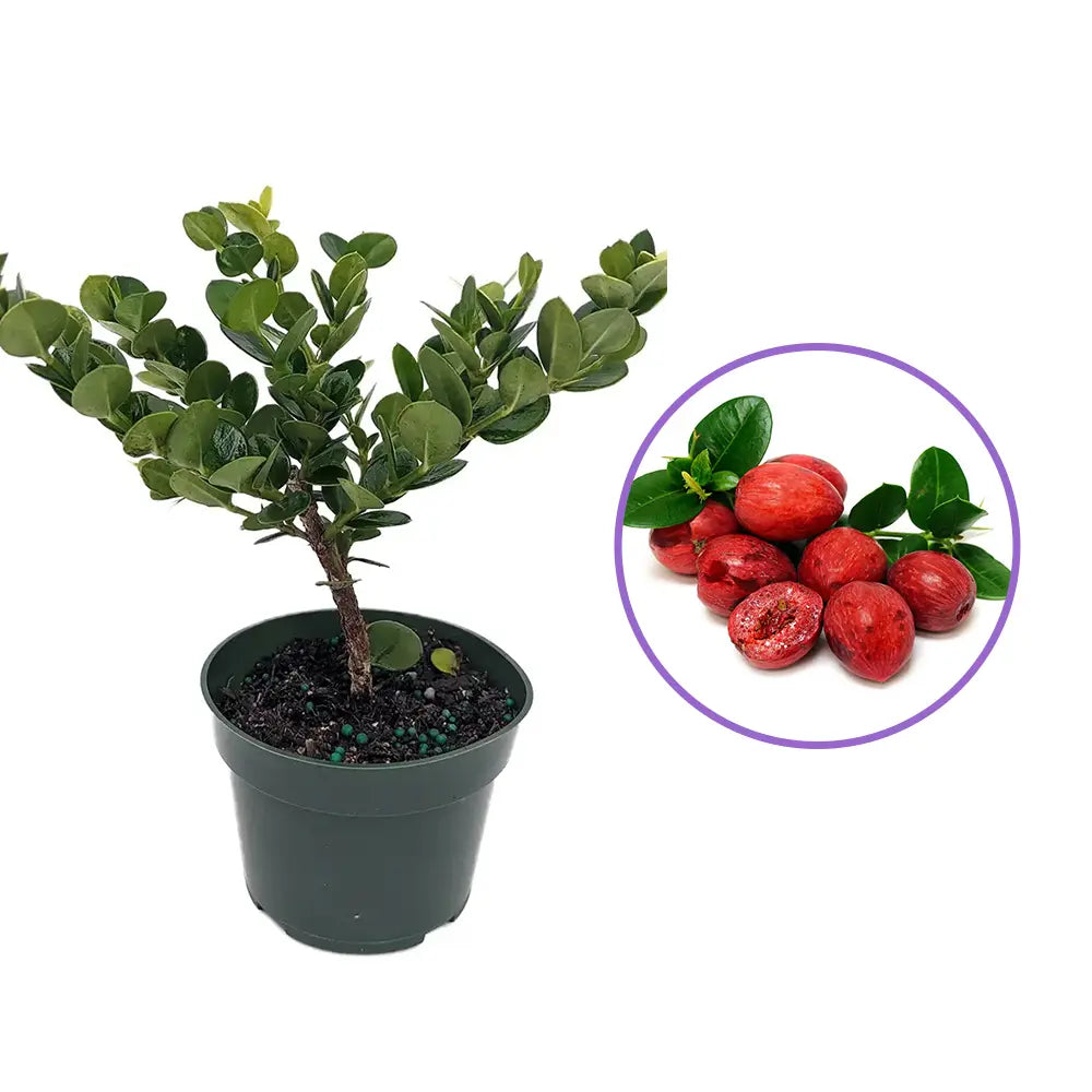 Плодово дърво Carissa, саксийно растение с червени сладко-кисели плодове, подходящи за десерти и похапване