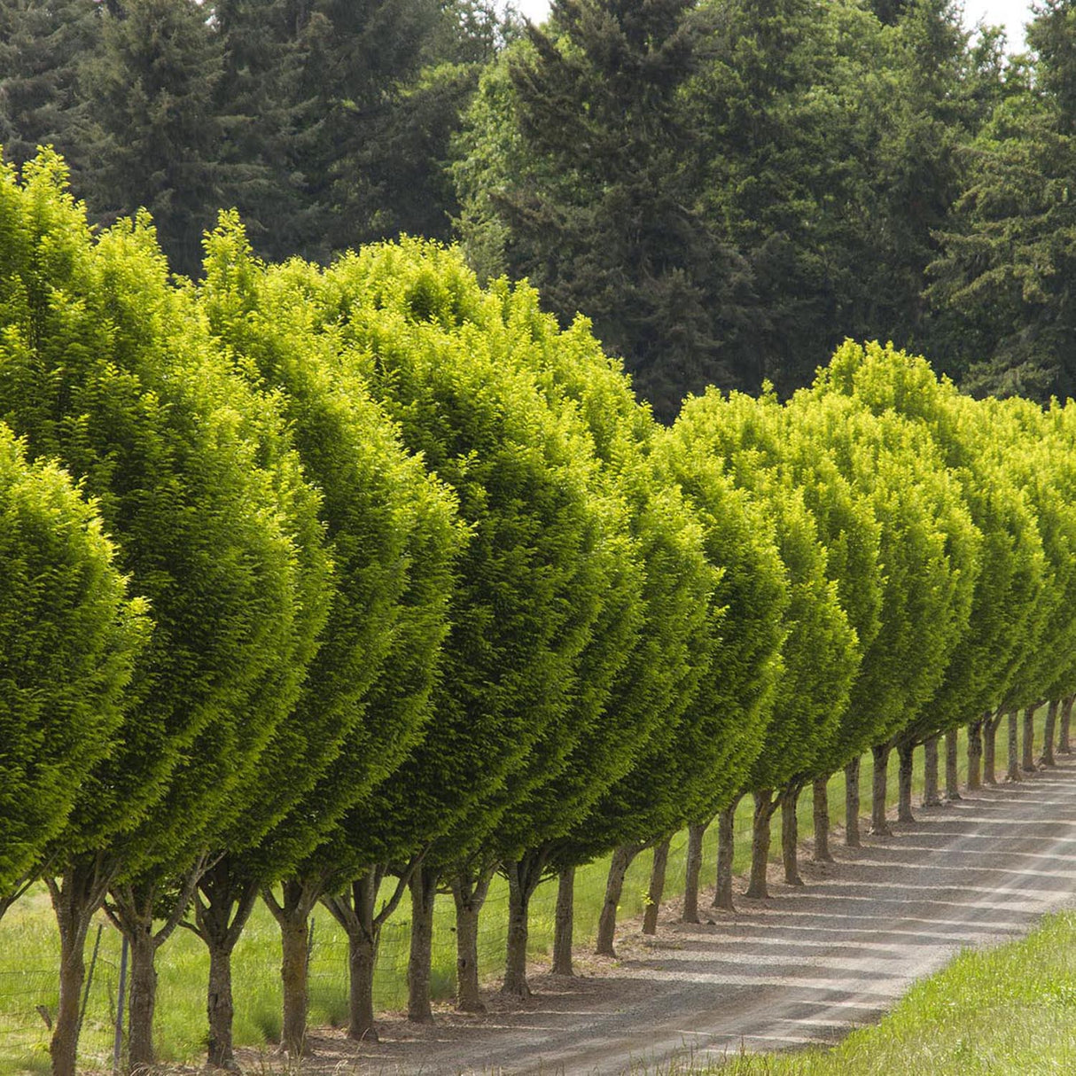 Carpen Piramidal (Carpinus Betulus)