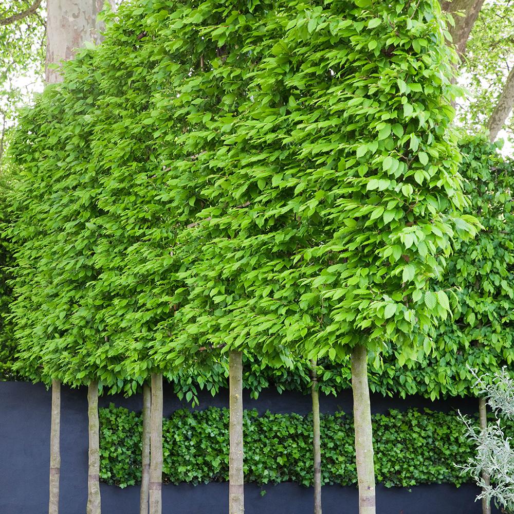 Carpen European (Carpinus Betulus), gard viu
