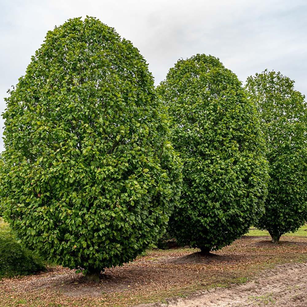 Carpen Monumentalis (Carpinus Betulus)